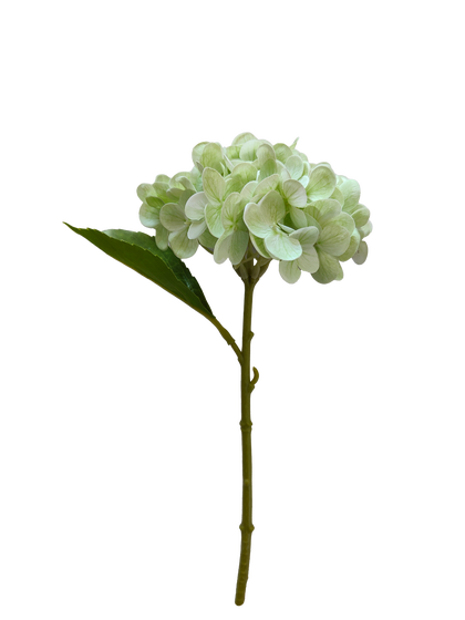 Hortensia