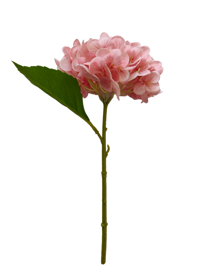 Hortensia