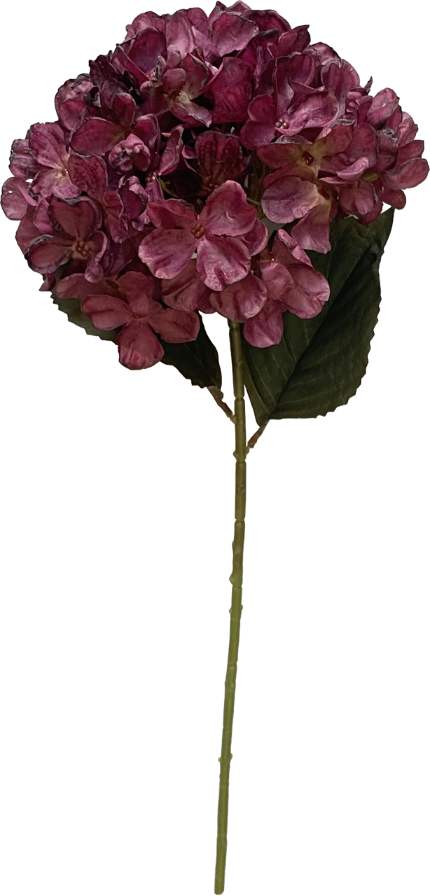Hortensia