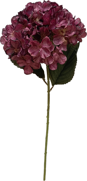 Hortensia