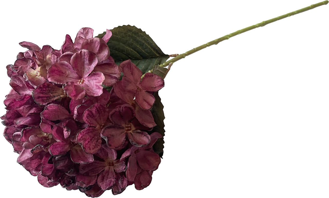 Hortensia