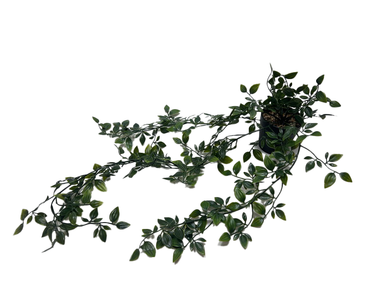 Hängväxt