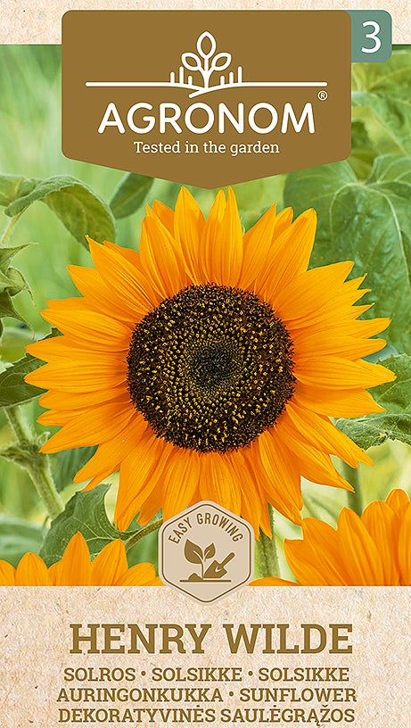 Frö Solros Henry Wilde