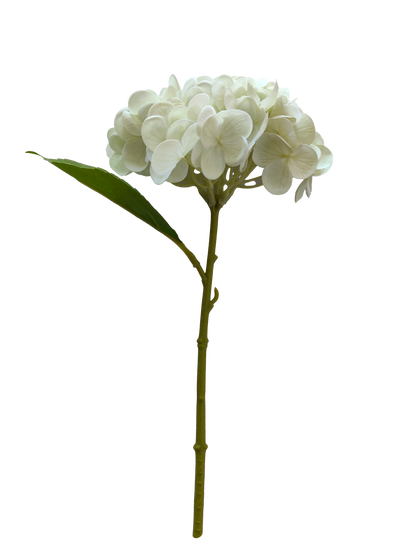 Hortensia
